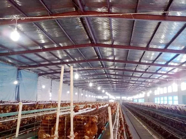 装配式轻钢结构家禽建筑养鸡场